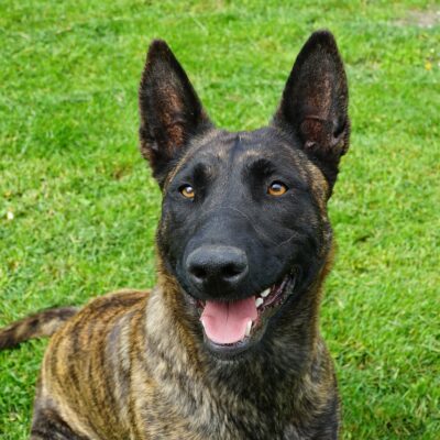 dutch-shepherd-dog-sheep-dog-5140887 - Buying Time K9 training