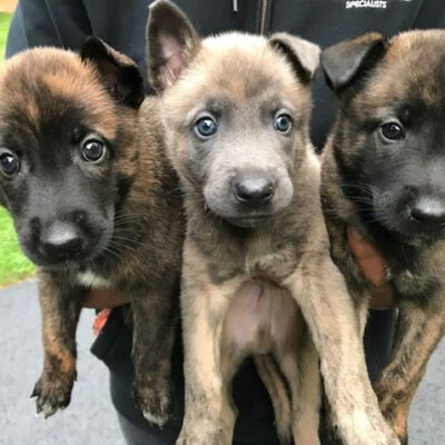 Floating Puppies