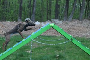 IMG_5140-scaled - Buying Time K9 training