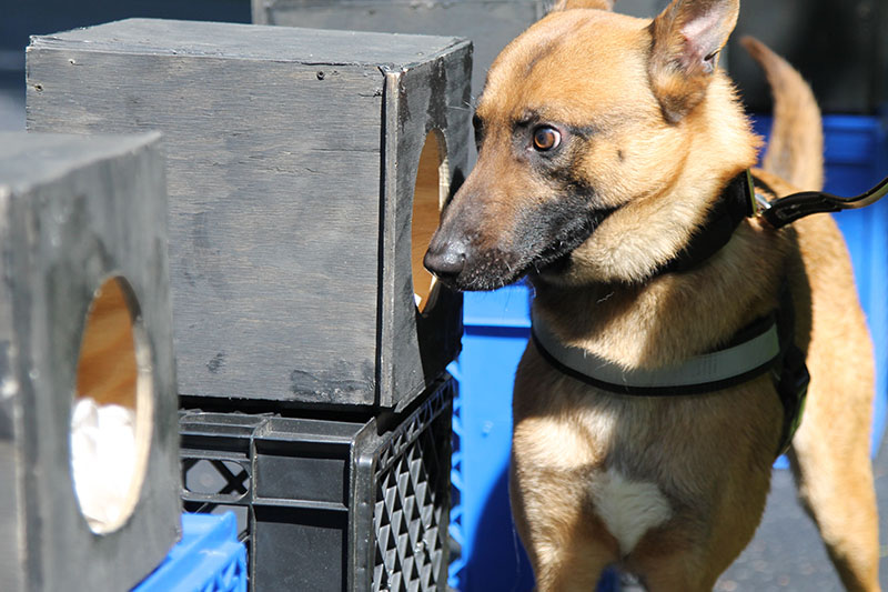 TRAINING-19 - Buying Time K9 training
